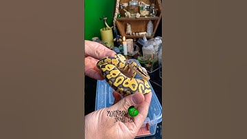 Shipping Snakes! #molinarosnakelab #diy #reptiles #snakebreeding #python #royalpython #ballpython