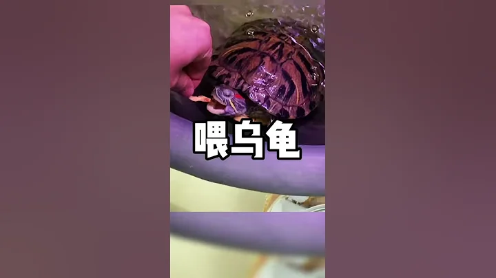 对比了昨天的小鳄龟，发现还是我的老巴西最乖？？ - 天天要闻