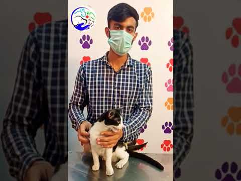 Video: Mengapa Cat Cat Panting?