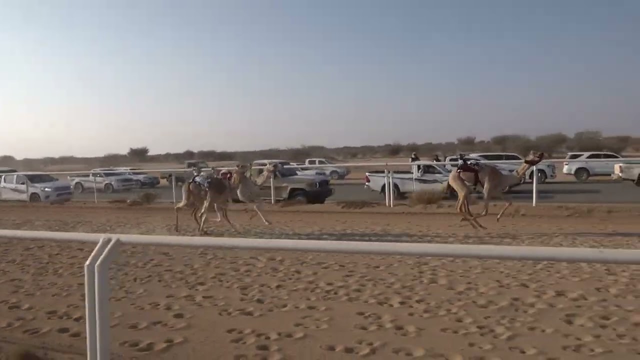 ش1 بكار مفاريد 1447/09/10هـ - 2026/02/27م (سلطانه) زايد مرسل مانع ال رزق