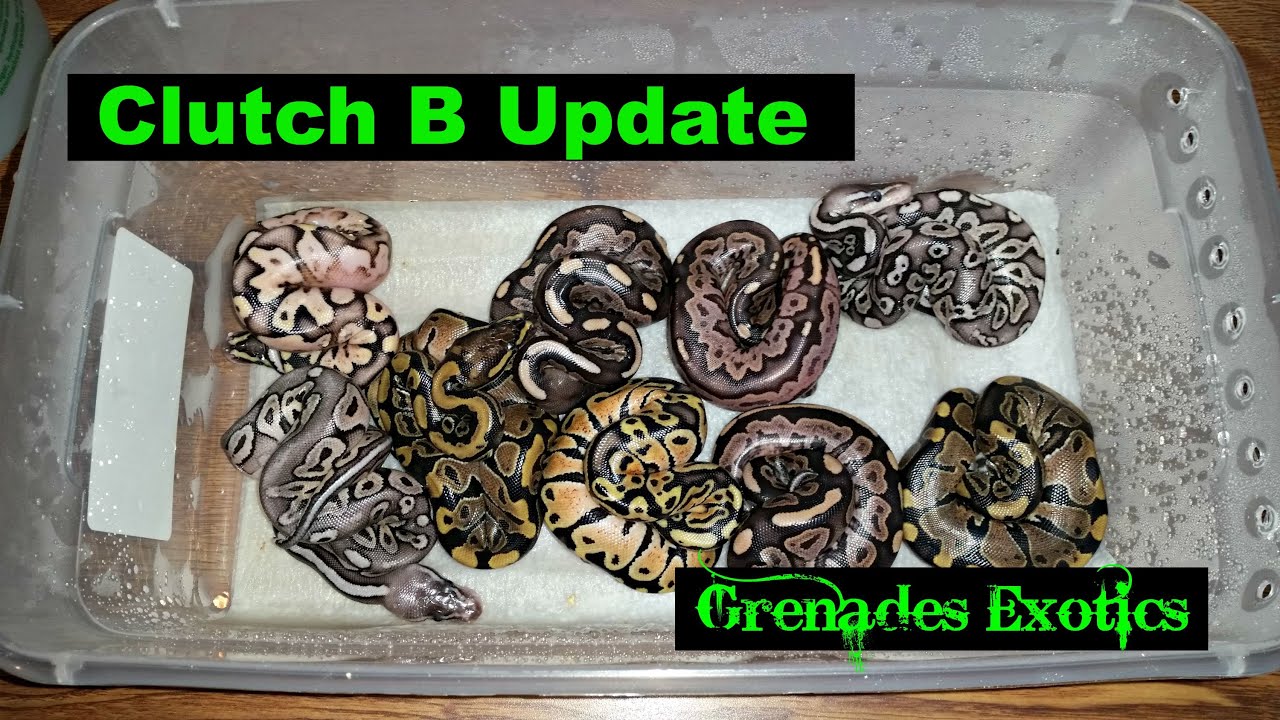 eggs florentine Clutch B Update