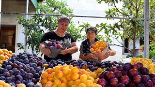 RÉCOLTE D'ABRICOT, DE PRUNE ET PRÉPARATION DE JUS FRAIS ET DE TARTE