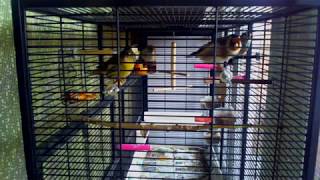 Певчие вьюрковые птицы Songbirds finches birds أغاني الطيور Певчие вьюрковые птицы Songbirds finches birds أغاني الطيور