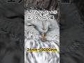 とんでもないズーム④、エゾフクロウ編#北海道#クールピクスP950#エゾフクロウ#野鳥#birds#owl#梟#ふくろう#wildlife#動物#ニコン#Nikon#NIKON#野生#野生動物#写真