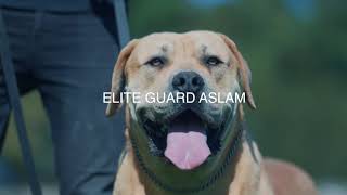 Aslam Young BOERBOEL MASSIVE Male by Elite Boerboels (Dog Breeding&Protection Training) 2,389 views 2 months ago 1 minute, 26 seconds