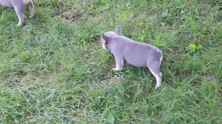 French Bulldog Puppies For Sale