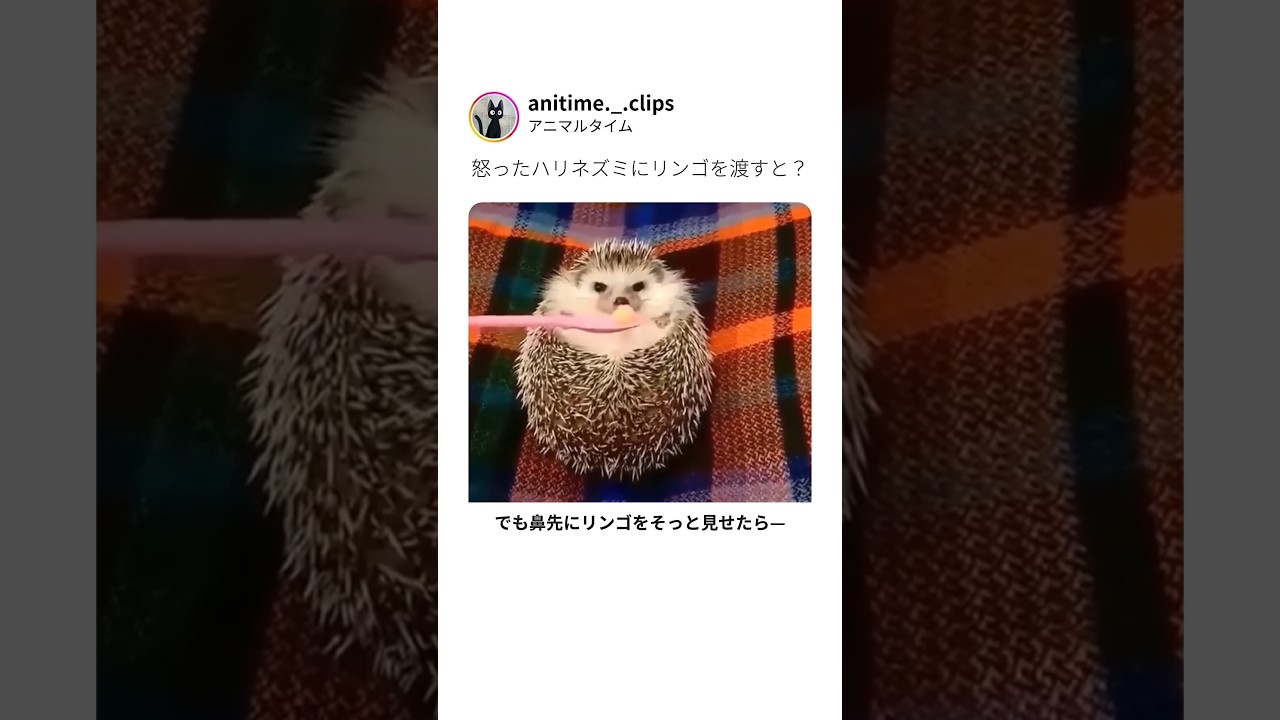 怒ったハリネズミにリンゴを渡したら？