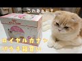 【子猫のごはん】ロイヤルカナン ローフ/パウチを箱買いしました
