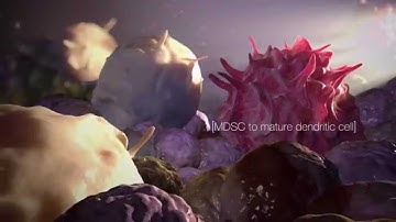 Bavituximab Mechanism of Action (MOA) Animation