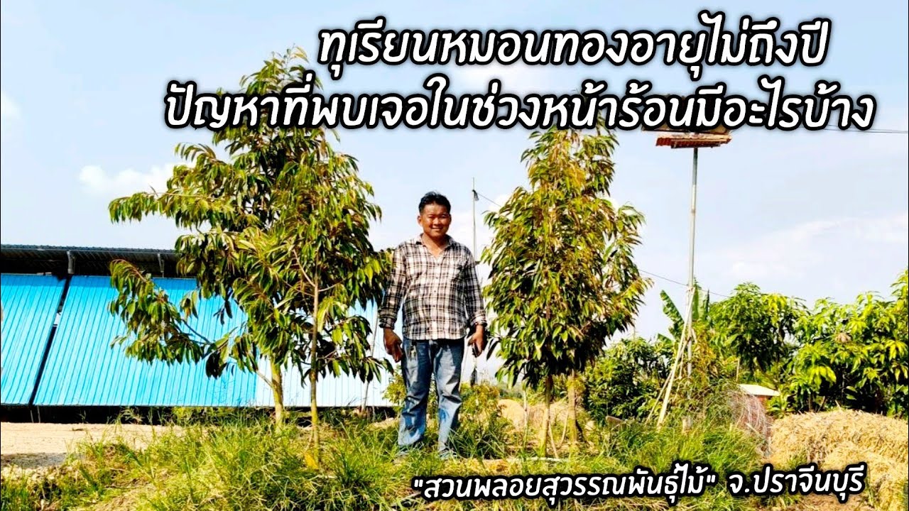 ทุเรียนหมอนทองอายุไม่ถึงปีปัญหาที่พบเจอในช่วงหน้าร้อนมีอะไรบ้าง 