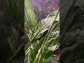Rocíooo🥰🤩 #plantas #camaralenta #cunademoises #lirios #jardin #riego #atractivo