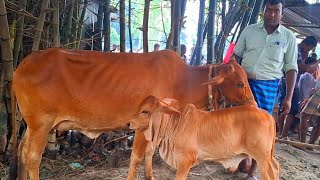 @আজ July 1, 2025|বাছুর সহ গাভী গরুর দাম | gavi goru dam | | আফতাবগঞ্জ হাট |দিনাজপুর