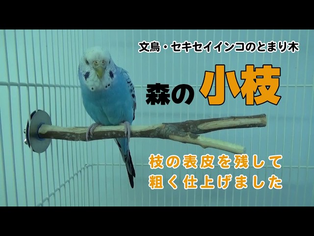 ミニシリーズ　森の中にセキセイインコとメダカ♪♪ sddefault.jpg