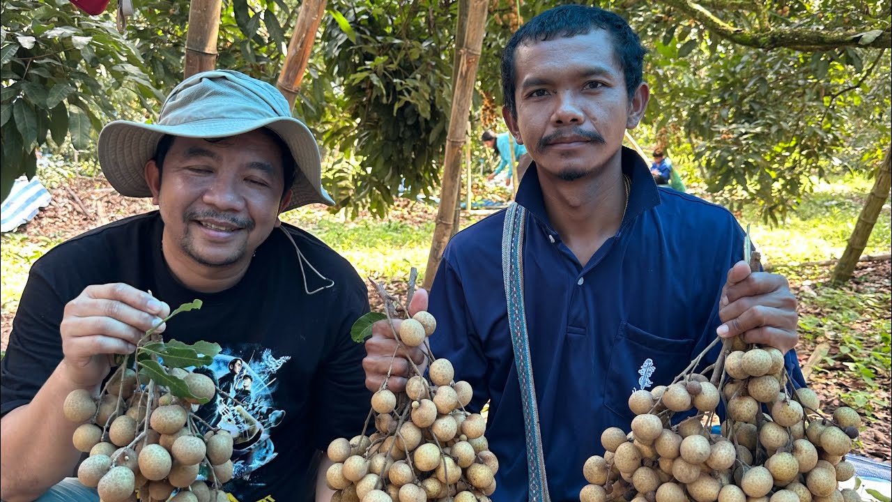 วันเก็บลำไยสวนน้องอาร์ท ปี68