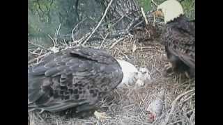 Decorah Eagles - Sharing breakfast as a family. 3-31-12. Beak to Beak. Sweet!