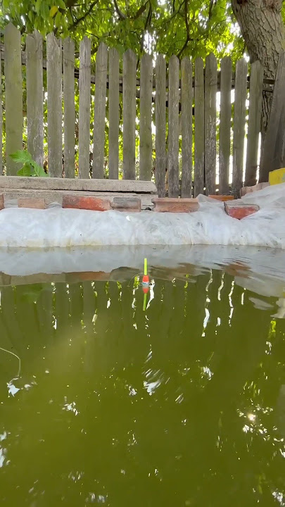 Trăsătura iaz #iaz #pești