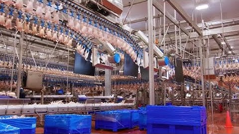 Discover the Future: Fully Automated Poultry Slaughterhouse Production Line