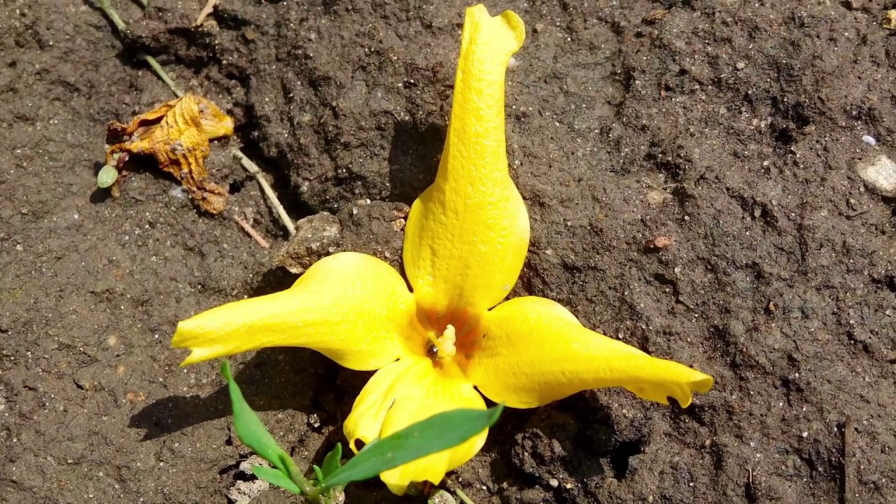 YELLOW BUSH OR FORSYTHIA, THE SPRING FLOWERING SHRUB ...