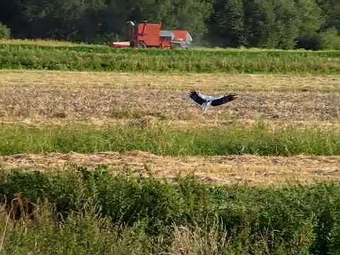 BOCIAN BIAY, White stork, ZAWIEPRZYCE 17 sierpnia ...