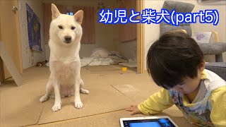 幼児と柴犬part5