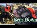 Three Legged Bear Down, NBWildman Bear Bait update