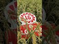 धान की सबसे अधिक उत्पादन देने वाली वैरायटी #ytshorts #paddyfarming