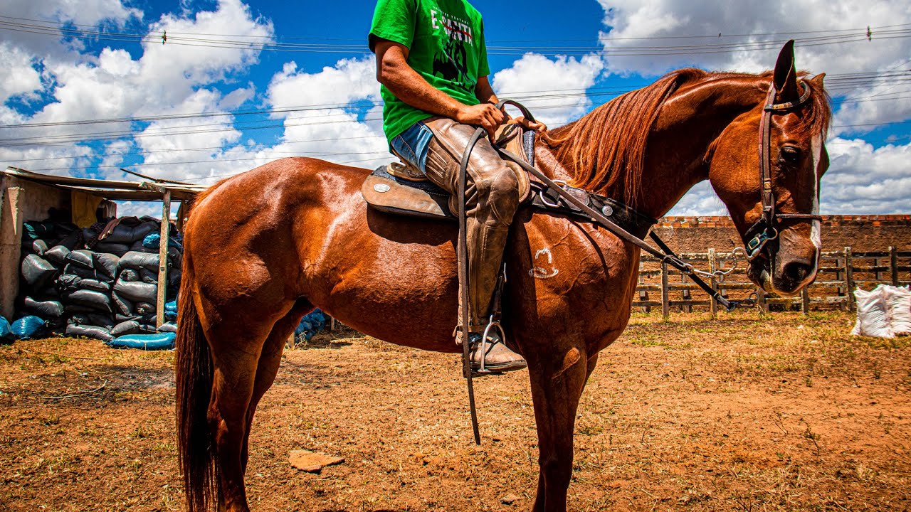 OS 10 MELHORES CAVALOS QUARTO DE MILHA DA VAQUEJADA DO PARQUE MILLANY os-10-melhores-cavalos-quarto-de-milha-da-vaquejada-do-parque-millany