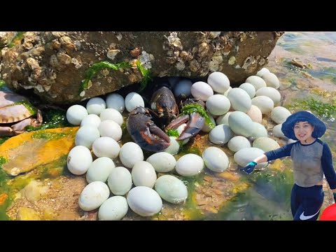 [ENG SUB] Xiaozhang se apresuró al mar  encontró langostas grandes y muchos huevos de aves marinas