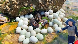 【ENG SUB】小章赶海，发现大龙虾和好多海鸟蛋，八爪鱼海螺也有一大桶！今天发财了！