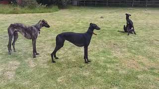 GALGO ESPAÑOL Dogs From Galgos Pardomino by Dogs In The World 353 views 1 year ago 45 seconds