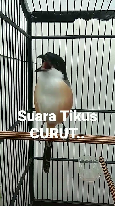 cendet suara tikus curut