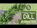 5 Things About Dill and Its Unique Uses