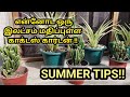 How to care cactus plants in summer in tamil