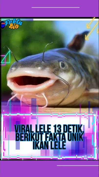 Viral Lele 13detik, berikut fakta unik ikan lele #shortsvideo