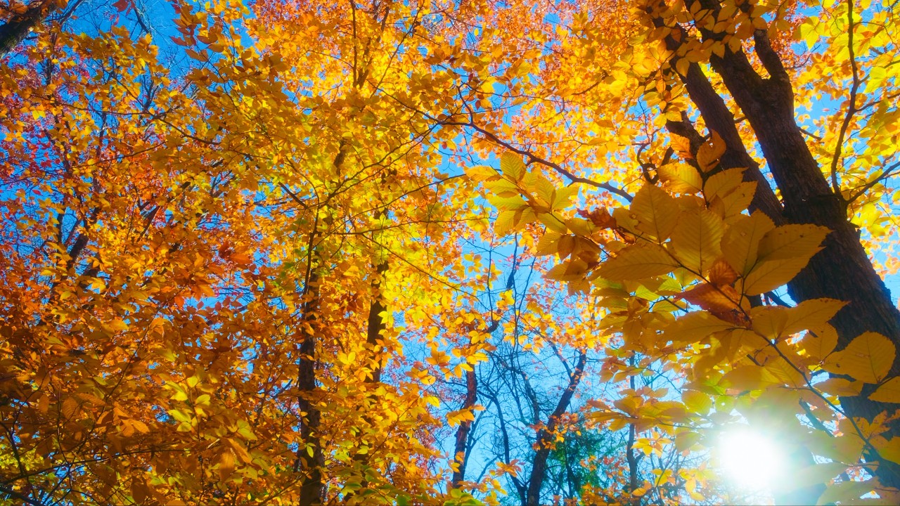 Wind Through the Autumn Forest - Massachusetts Fall Foliage in 4K with Real Nature Sounds - Ep 1