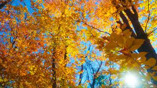 Wind Through the Autumn Forest - Massachusetts Fall Foliage in 4K with Real Nature Sounds - Ep 1