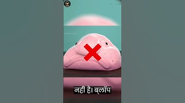 Reason Behind Why Blob fish so ugly #ytshorts #viralshorts #shorts #youtubeshorts