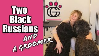 Two Black Russians and a Groomer - BRTs at their sweetest!  (Still a tough grooming job!) Worth it. by Gina's Grooming 412 views 8 months ago 2 minutes, 6 seconds