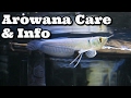 Arowana care  information