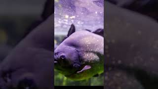 ikan piranha #faktaalam #animals #amazon #hutanamazon #konservasialam