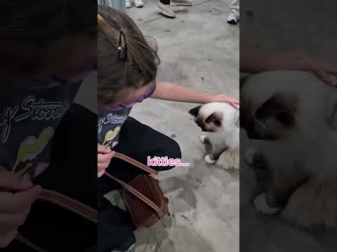 YouTube player