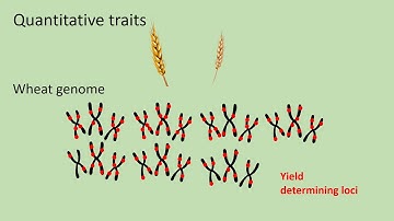 Quantitative genetics 1 - Quantitative traits