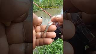 Mancing Uceng Umpan Go Potato Kail Neo Carbon 0,5 Warna Biru 151