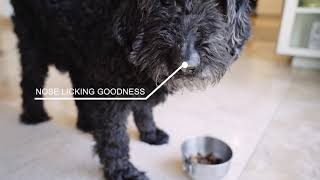 Private-Label Liquid Pet Supplement Manufacturing | Services ...