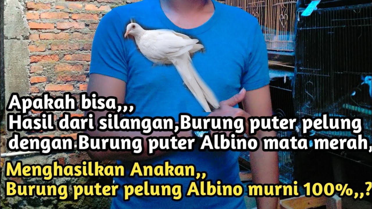 HASIL DARI SILANGAN PUTER PELUNG DENGAN PUTER ALBINO,APAKAH BISA ANAKANNYA JADI PUTER PELUNG ALBINO?