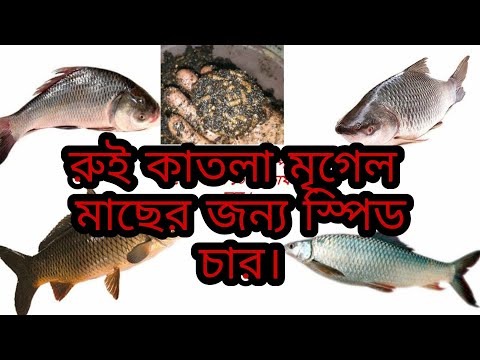 রুই মাছের চার/Rohu katla fish bait. How to make fishing bait /char