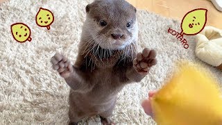 カワウソ コタロー　かわいい葉っぱ小僧に怒られた　Kotaro the Otter Playing with Fallen Leaves