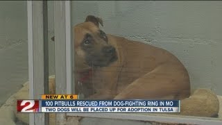 100 dogs rescued from dog-fighting ring in Missouri, brought to Oklahoma for care