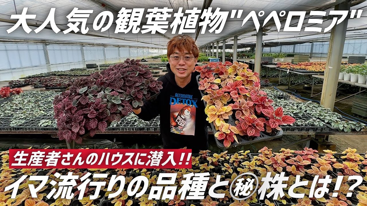 【観葉植物】有名生産者さんにイマ話題の