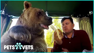 What's It Like Living With A Gigantic Animal? | Bear About The House | Pets & Vets